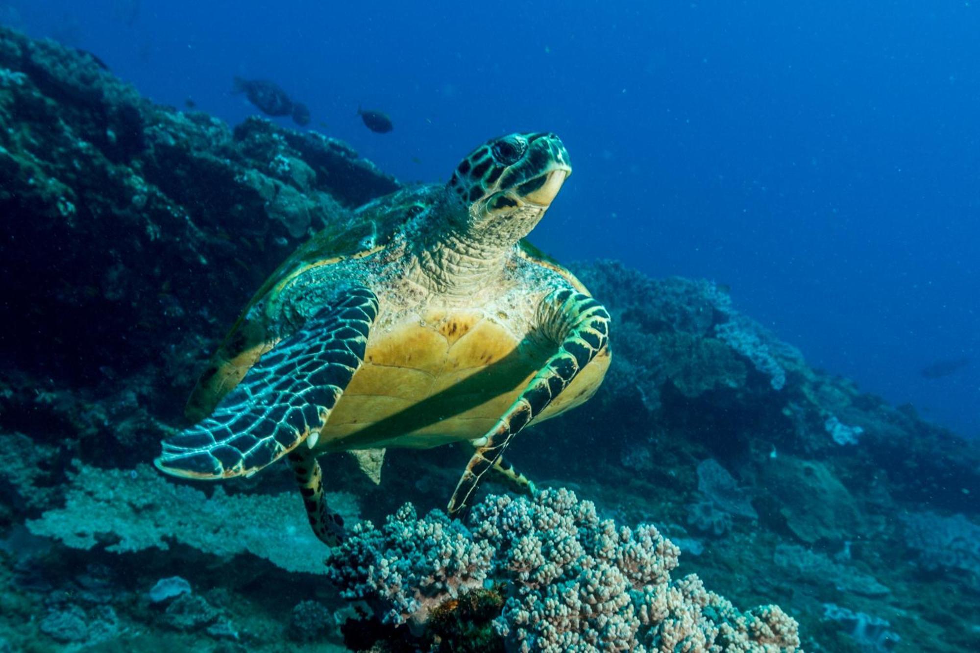 Sodwana Bay Lodge Dive & Fishing Resort المظهر الخارجي الصورة