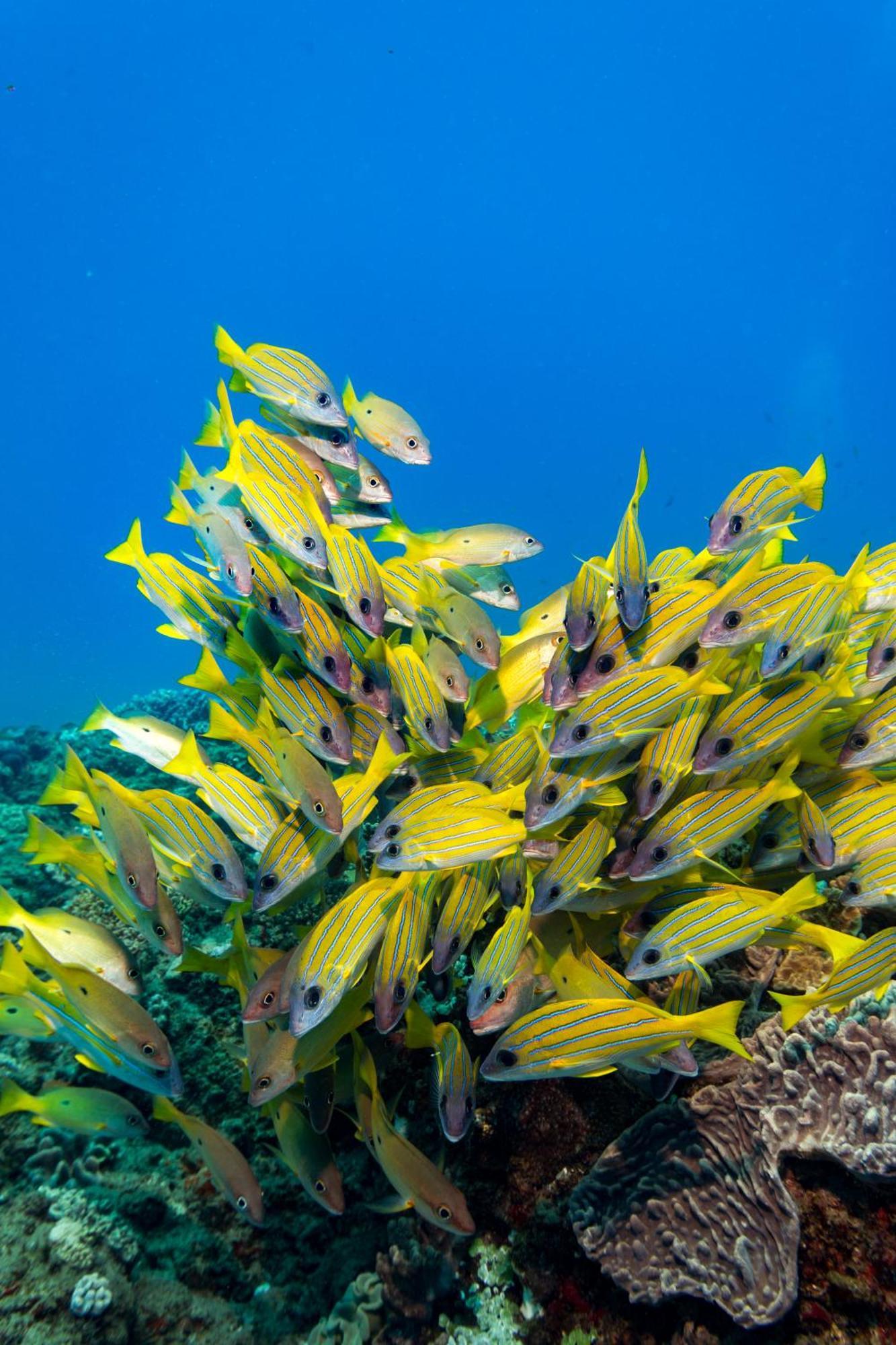 Sodwana Bay Lodge Dive & Fishing Resort المظهر الخارجي الصورة